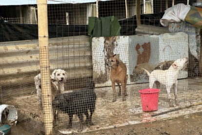 El refugio solicita ayuda urgente: alimentos, agua potable y un terreno seguro para trasladar a los 87 perros. Uno adicional, Peluche, permanece aún desaparecido.