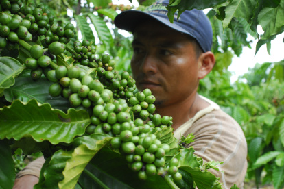 Un agricultor trabaja en un cultivo de café.