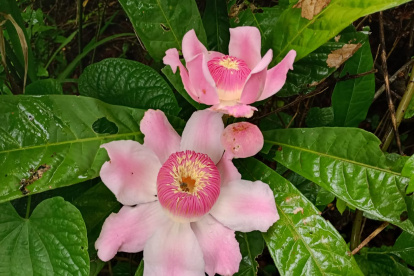 El mebrillo Gustavia angustifolia, planta endémica de la costa de Ecuador, es parte de la lista actualizada internacional de la familia Lecythidaceae, que se desarrolla en Londres.