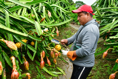El cantón Palora de la provincia de Morona Santiago destaca por su producción de pitahaya amarilla para exportación.