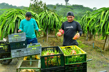 Guayas concentra el 12 % de la producción nacional de pitahaya roja