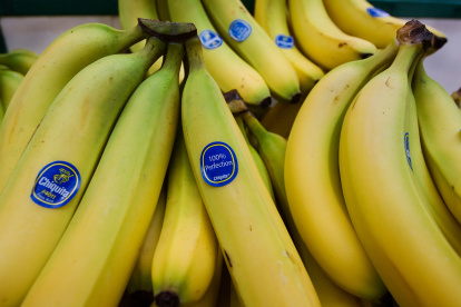 La exportación de banano ecuatoriano se está viendo afectada por el retraso de la llegada de contenedores a Ecuador.