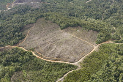 La deforestación en Indonesia aumentó un 66 % en 2025, el mayor repunte en los últimos cinco años, vinculada a la expansión de la producción del aceite de palma.