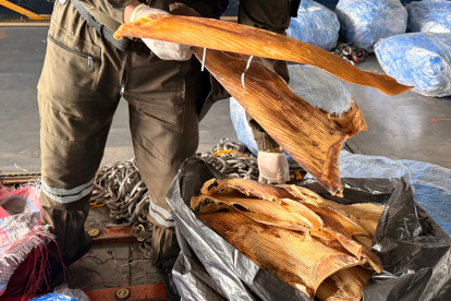 Así se encontraban almacenadas las aletas, camuflados para venderse en oriente.