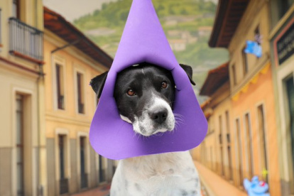 Perritos disfrazados de cucuruchos buscan adopción en Quito