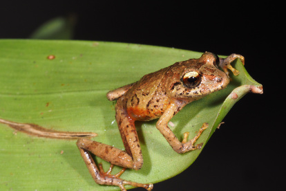Pristimantis plateado se distingue por su iris plateado o bronce claro.