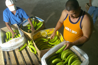La comercialización de la caja de plátano en Guayaquil.