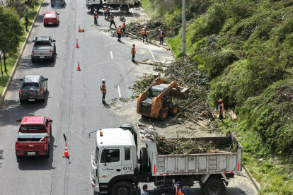 A finales de enero se retiró árboles en riesgo de caer en la av. Simón Bolívar, en el sector El Ciclista.