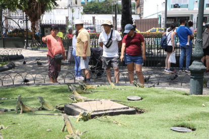 Ambiente en el Parque Seminario, o también conocido como 'de las iguanas'.