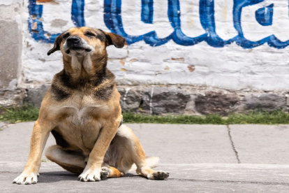 Max, un perrito comunitario, acompañó por años a los estudiantes de la Escuela Politécnica