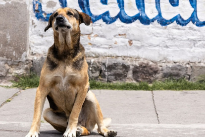 Max, un perrito comunitario, acompañó por años a los estudiantes de la Escuela Politécnica Nacional, en Quito.