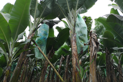 Con un buen manejo el hongo de la sigatoka no afecta sustancialmente.