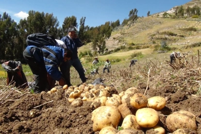 Un grupo de agricultores trabajan en un cultivo de papa.