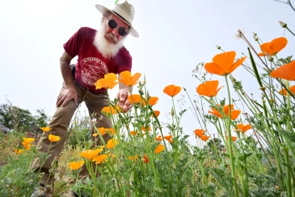 El residente de Altadena, René Amy, inspecciona las amapolas de California que crecen en el terreno donde se encontraba su antigua casa el 30 de marzo de 2026.