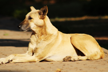 Referencial. Los perros comunitarios viven en la Facultad de Filosofía, Letras y Ciencias de la Educación.