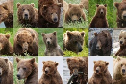 Científicos de la EPFL y la Universidad del Pacífico de Alaska han desarrollado un programa de IA que puede reconocer osos individuales en estado salvaje.