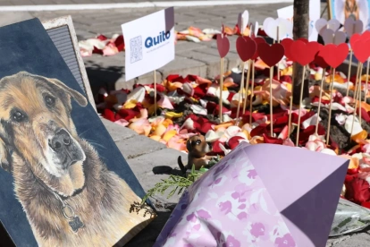 Memorial de Max en El Ejido recuerda al perro comunitario que marcó a Quito durante más de 15 años.
