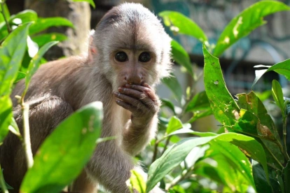 Un mono descansa entre la vegetación en el Paseo de los Monos, refugio pionero en Pastaza.