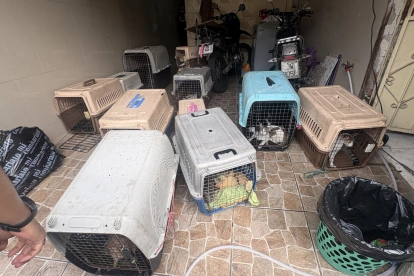 Animales rescatados permanecen en transportadoras tras la intervención en Los Vergeles.