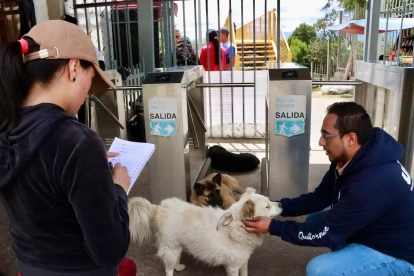 La presencia de los perros comunitarios se remonta a 2016, pero creció de forma visible durante la pandemia, en 2020.