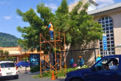 La poda de los árboles se registró en la avenida Adolfo Alvear Ordóñez, vía principal de la ciudadela Miraflores, en el norte de Guayaquil.