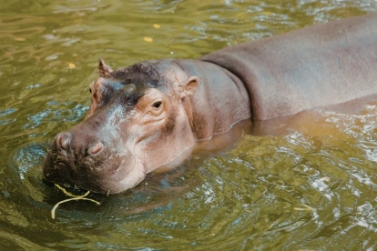 La especie es considerada invasora y ha causado daños ambientales en Colombia.
