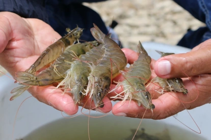 El CMNV es ampliamente reconocido en la industria acuícola por causar mortalidades silenciosas.