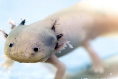 Fotografía de un ejemplar de ajolote en un área natural protegida de Xochimilco este lunes, en Ciudad de México (México).