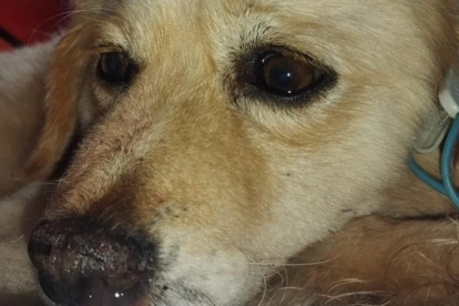 Un perro fue hallado colgado y con graves heridas en Jatumpungo, valle de Los Chillos. Organizaciones denuncian que fue utilizado para entrenar canes de pelea.