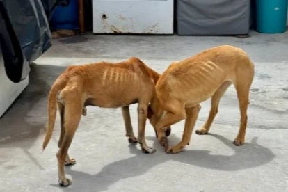 Rufino y Abril fueron rescatados en La Armenia, Quito, tras ser hallados en estado crítico de desnutrición.
