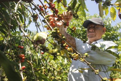 Santa Elena. Se inicia cosecha de café robusta en cultivos con baja productividad en consecuencia al déficit hídrico provocado por el cambio climático.
