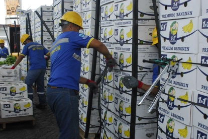Personal alista las cajas de banano que serán exportadas.
