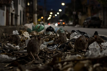 Hay un promedio de 50 millones de ratas en la ciudad.