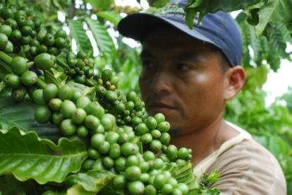 El sector cafetero ecuatoriano produce apenas 200.000 sacos al año, menos de lo que el país consume.