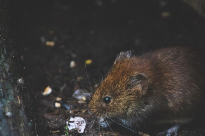 Principalmte el centro de Guaayquil reporta esta problemática