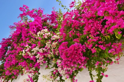 Las veraneras destacan por sus colores intensos y su belleza natural.