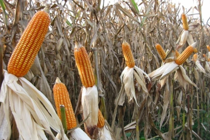 Marzocas de maíz que están listas para ser cosechadas.