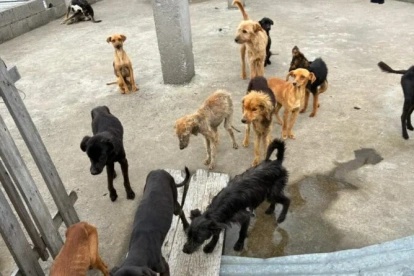 18 perros fueron encontrados en condiciones críticas dentro de una vivienda en el norte de Quito.
