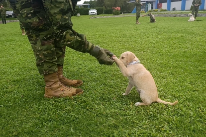 Los perros son entrenados diariamente en el escuadrón 'Patitas Callejeras', donde aprenden a confiar nuevamente en las personas.