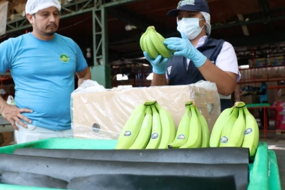 Trabajadores hacen control de calidad del banano de exportación.