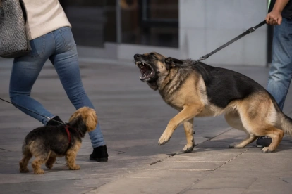 Un perro sin bozal reacciona de forma agresiva en un espacio público, evidenciando los riesgos de la falta de control por parte de su dueño.