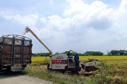 Hasta ahora, cerca de 7.000 productores se han inscrito en el programa de compra de arroz en cáscara.