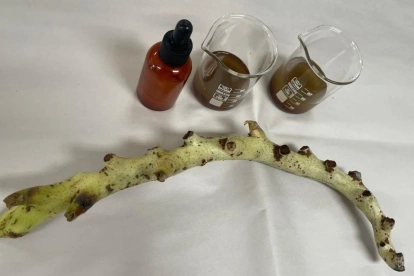 a riqueza fitoquímica de la calaguala, que incluye flavonoides y compuestos fenólicos, abre nuevas posibilidades en el cuidado de la piel.