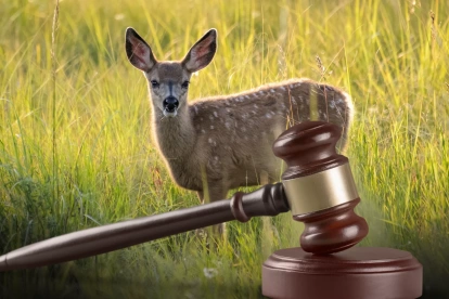 Venado de cola blanca, especie protegida cuya agresión originó el proceso legal.