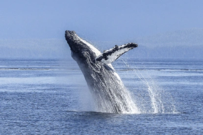 Estos gigantes marinos recorren más de 7.000 kilómetros desde la Península Antártica hasta las cálidas aguas ecuatorianas.