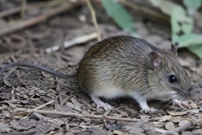 Este roedor es el responsable de la transmisión del hantavirus, relacionado con su excreción.