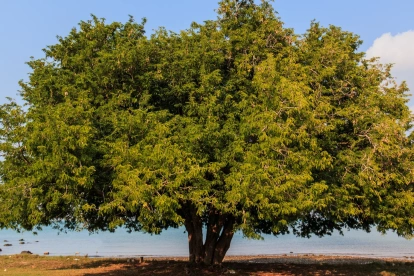 Una imagen referencial de un árbol de Tamarindo.