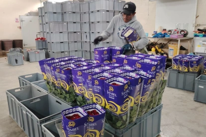 La reducción de la demanda se sintió especialmente en Estados Unidos, principal comprador de flores ecuatorianas y destino del 67% de la oferta.