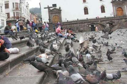 En sectores como la plaza San Francisco, las personas tienen la costumbre de alimentar a las palomas.