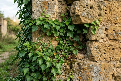 Un rincón del pasado: hiedra frondosa trepando por un muro de piedra centenario que atesora las "Antigüedades del Jardín"